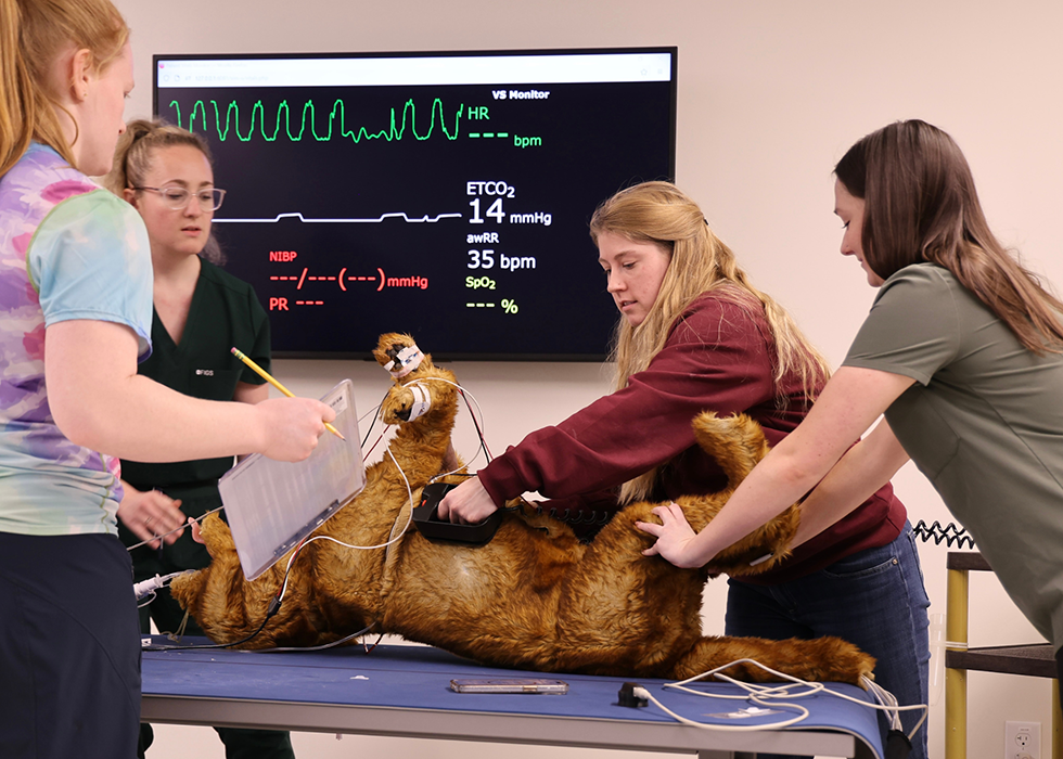 Four veterinary medical students treat a dog in a sim room.