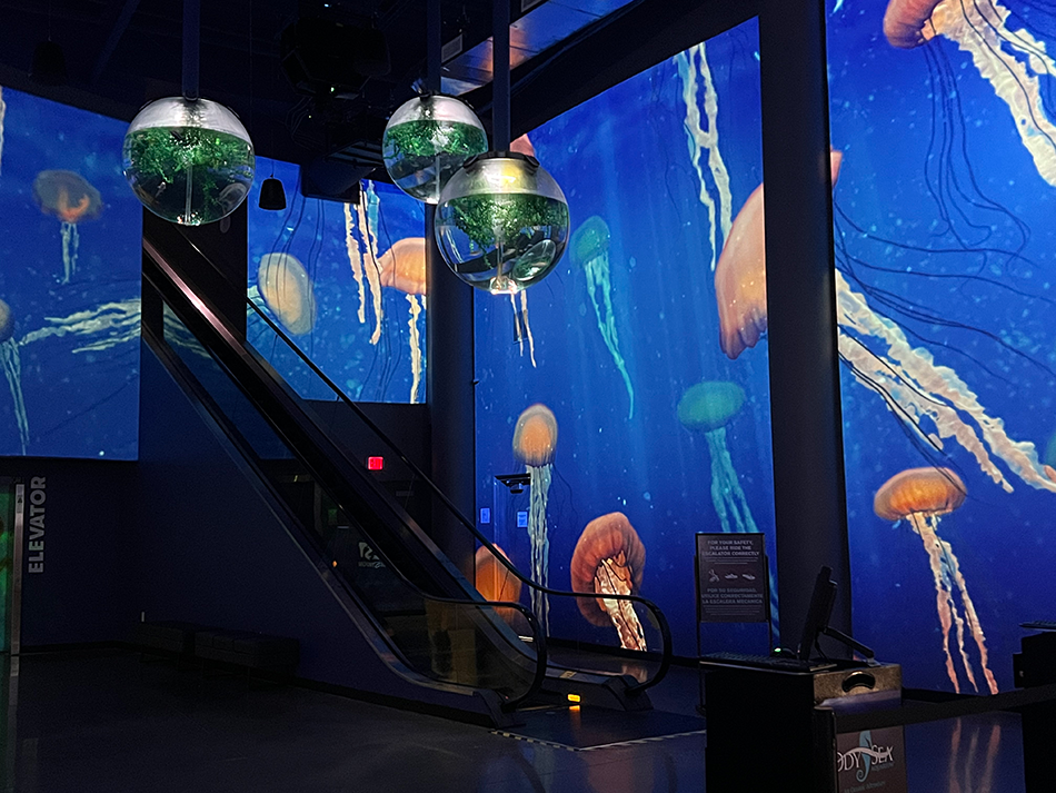 OdySea Aquarium lobby showing jellyfish
