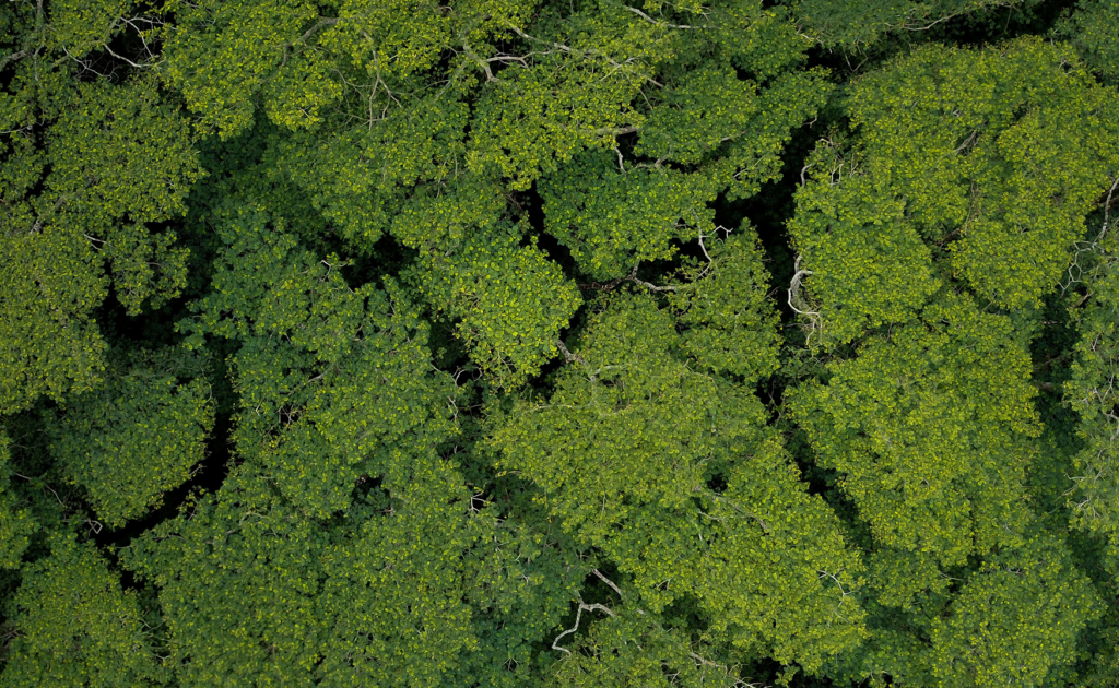 Tree Canopy by Michael Olsen