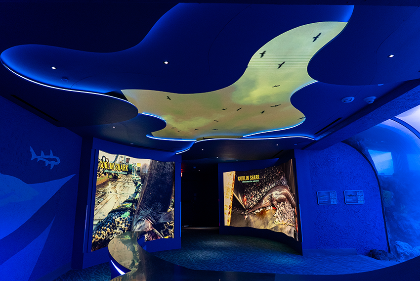 Media gallery with overhead and standard curved video walls with shark footage on screen.