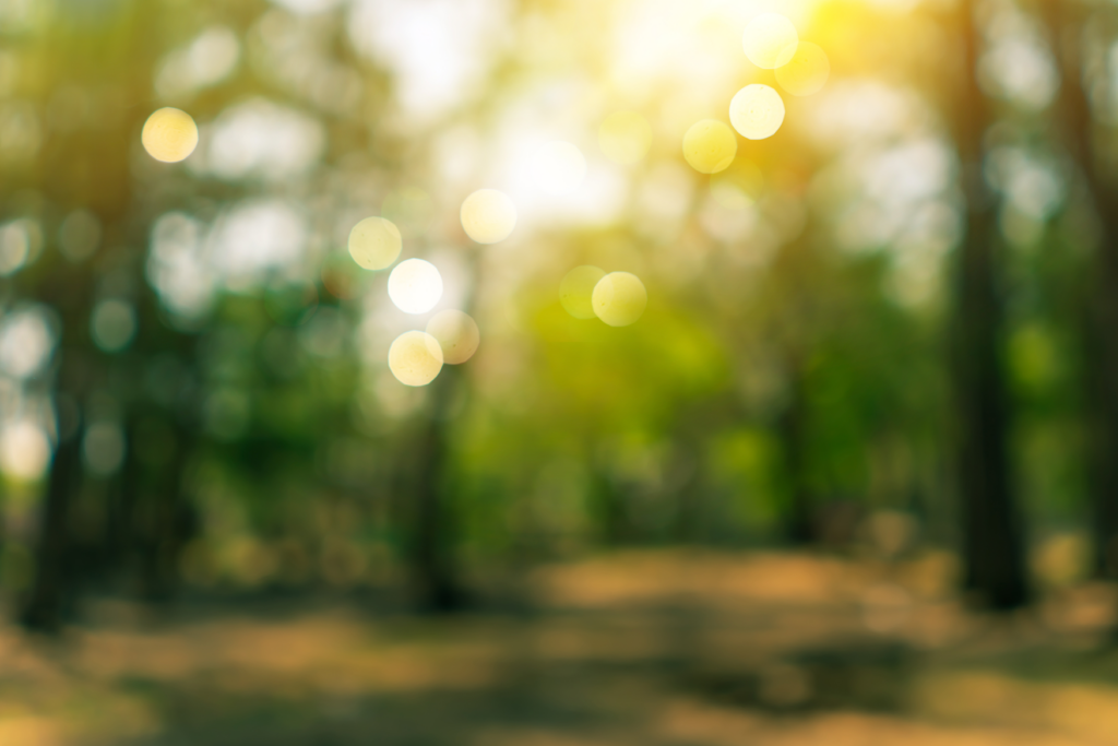 Blurry forest