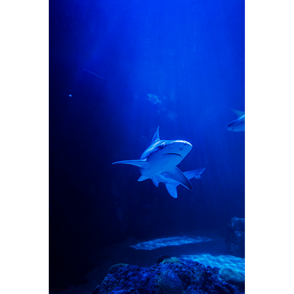 Shark swimming in a tank.